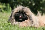 PEKINOIS 157